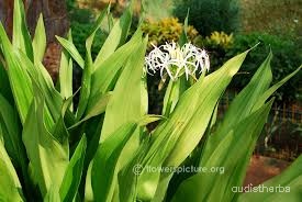 Crinum asiaticum leaf7.jpg
